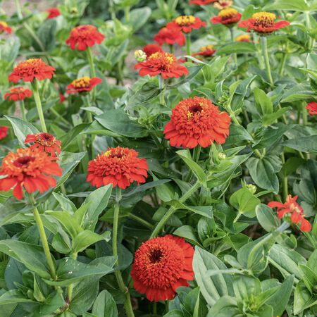Zinderella Red, Zinnia Seeds - 100 Seeds image number null